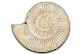 Jurassic Ammonite (Perisphinctes) Fossil - Madagascar #337695-1